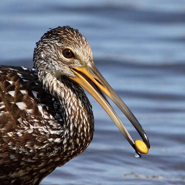 Limpkin © Russ Chantler